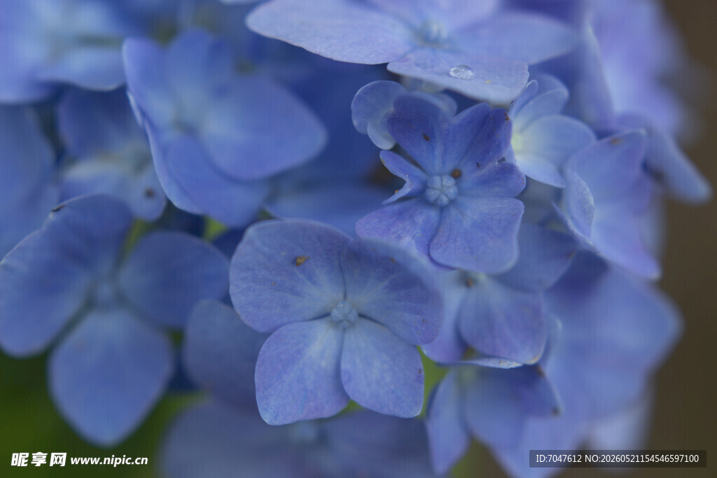 蓝绣球花特写