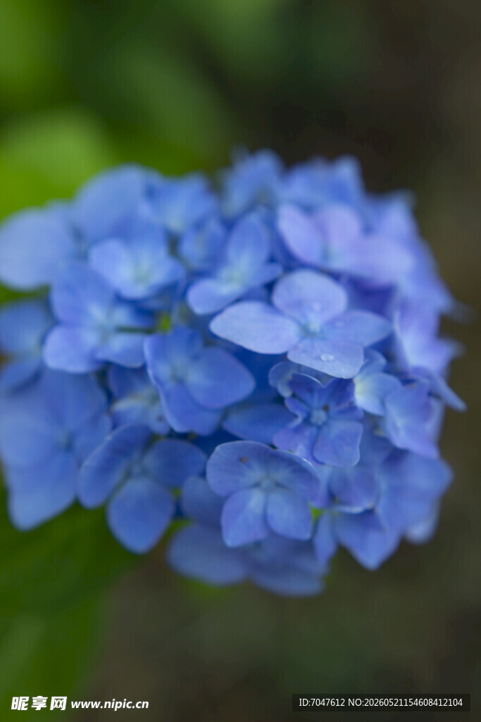 蓝色绣球花特写