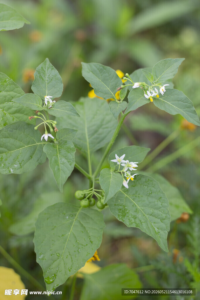 龙葵绿叶间的白色小花植物
