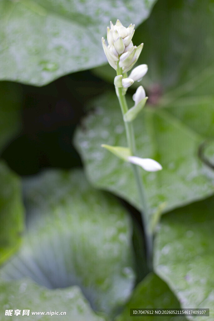 玉簪花序
