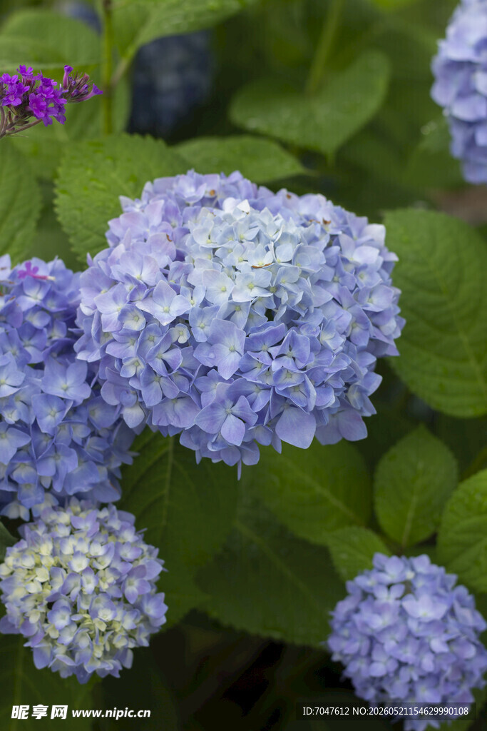 八仙花蓝紫色绣球花绽放