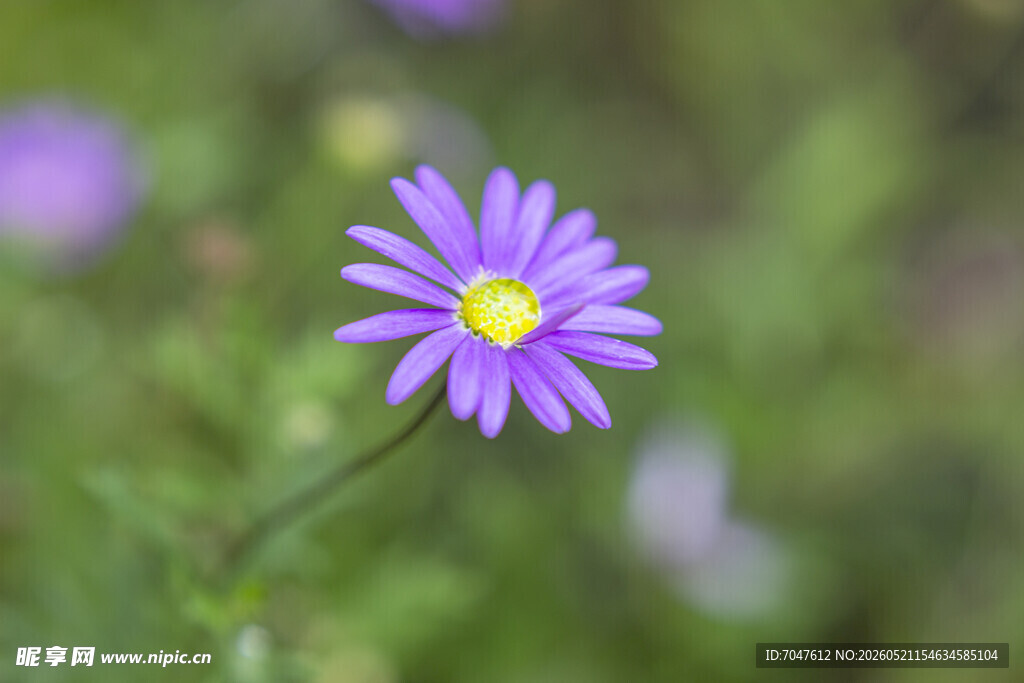 姬小菊紫色小花特写