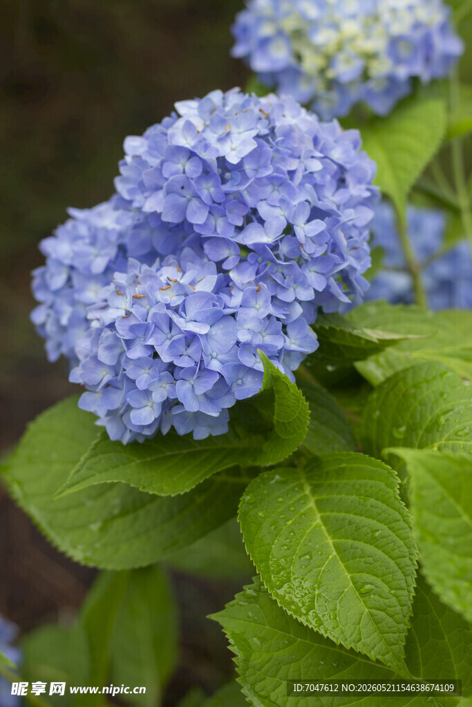 八仙花蓝绣球花绽放