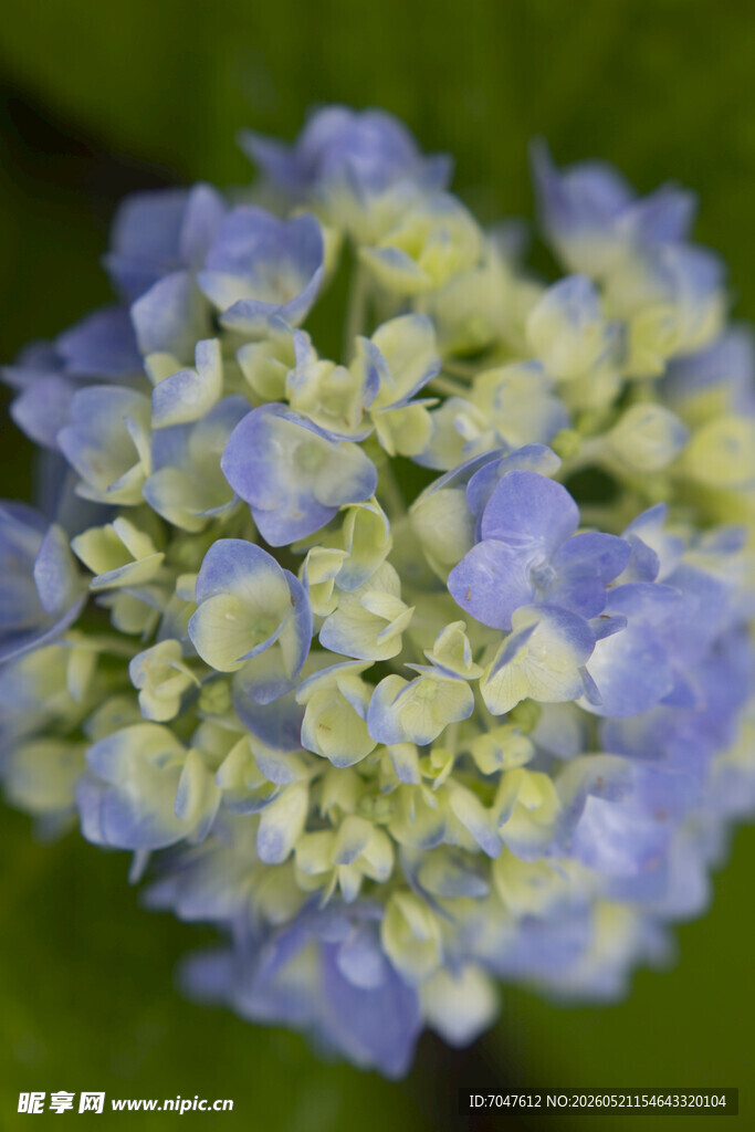 八仙花蓝白绣球花特写