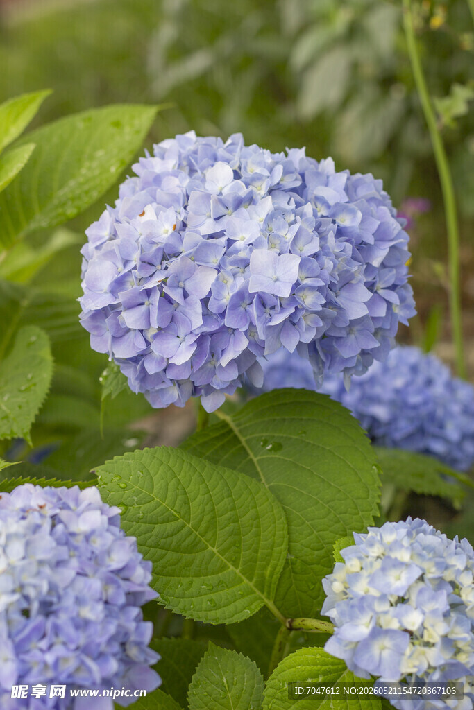 八仙花蓝绣球花绽放绿叶间