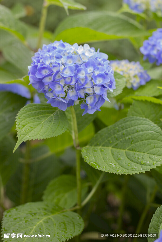 八仙花蓝绣球花绽放绿叶间