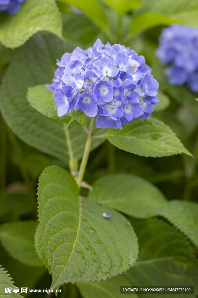 八仙花