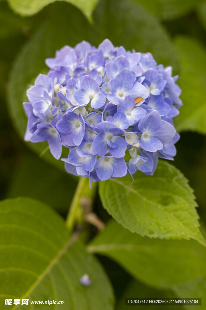 八仙花蓝绣球花特写