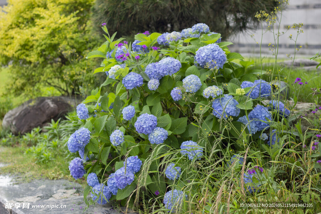 八仙花蓝绣球花丛