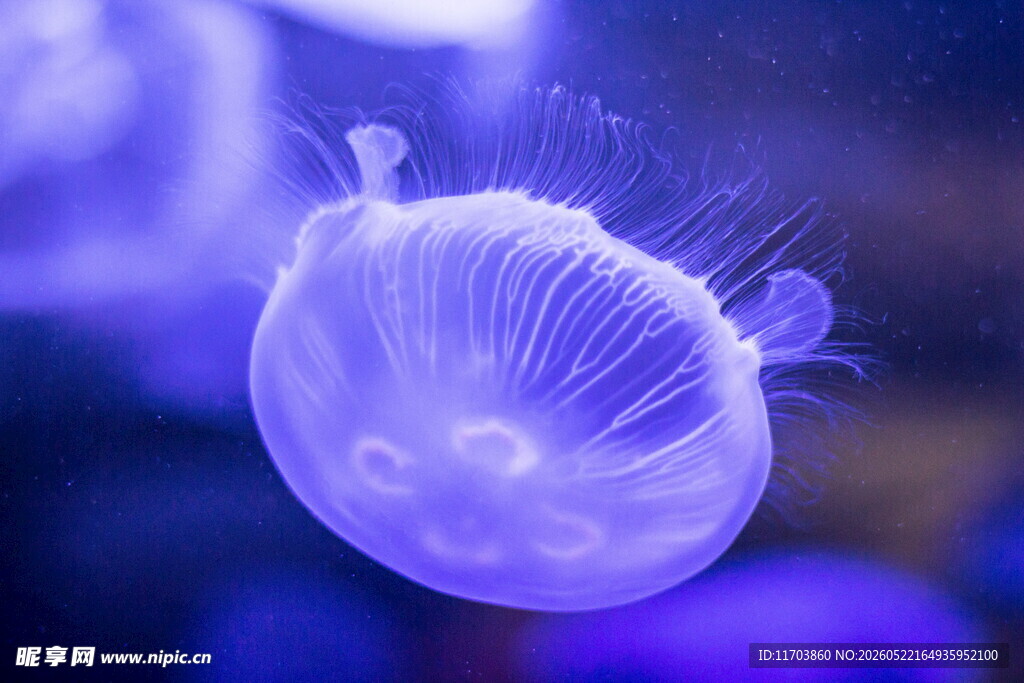 梦幻紫色水母