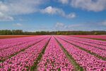粉色郁金香花海景观