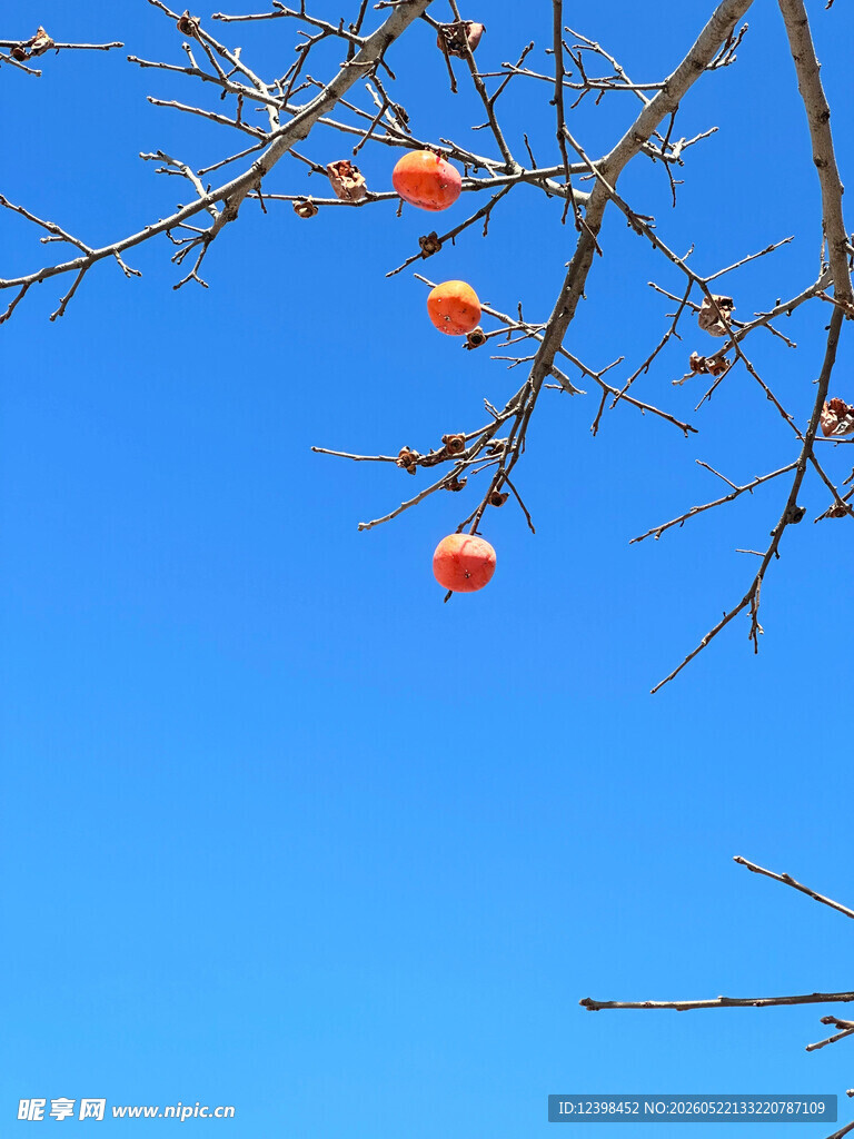 枝头红柿子