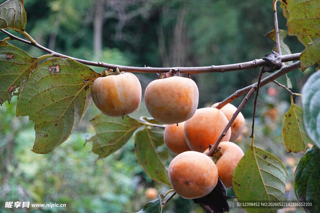 枝头硕果累累的诱人柿子