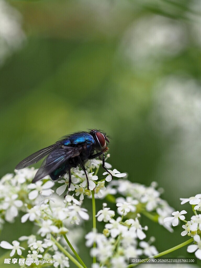 蓝紫苍蝇停于白色小花上