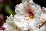 白色杜鹃花特写
