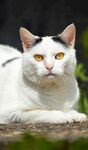 趴着的白黑猫