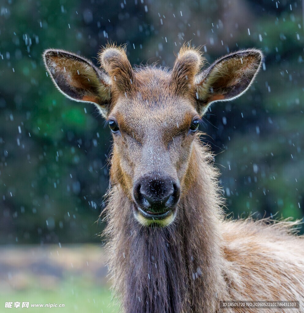 雨中麋鹿特写