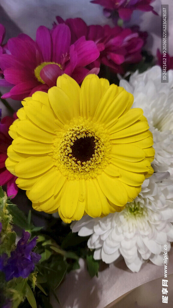 多彩非洲菊花卉特写