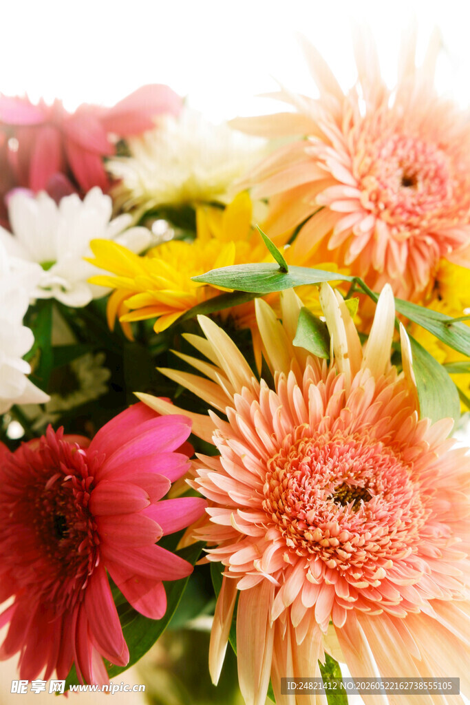 多彩绚烂的美丽非洲菊