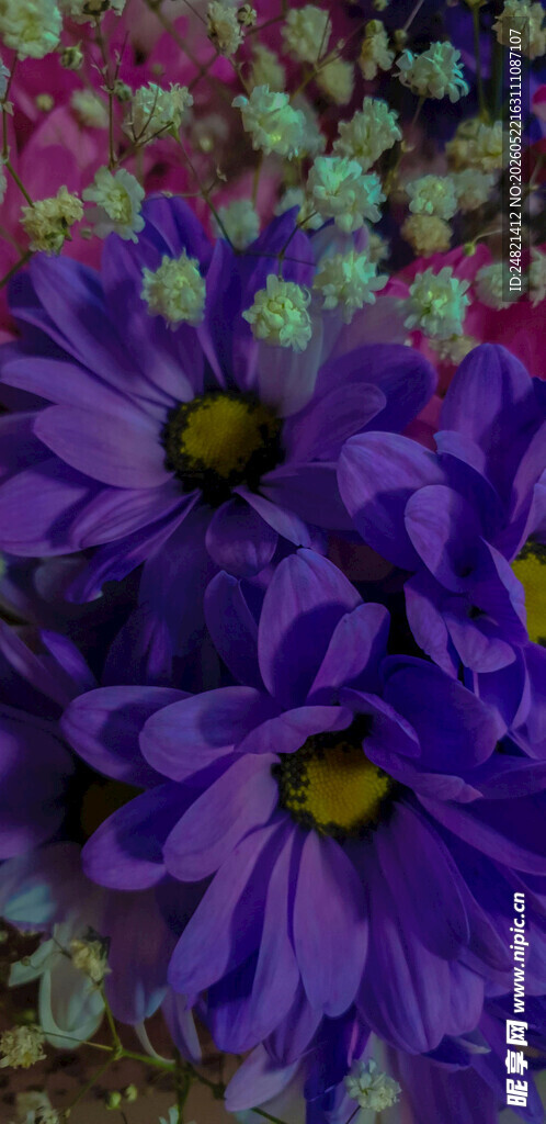 紫色花卉特写