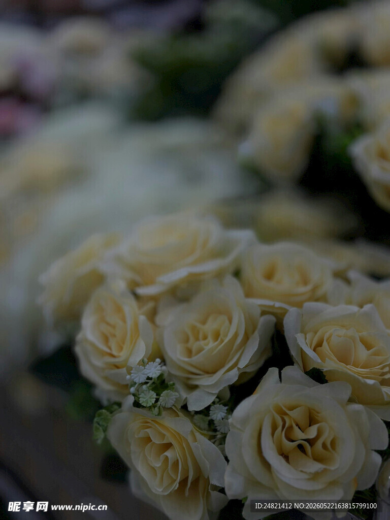 淡黄色玫瑰花特写