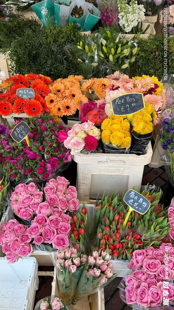缤纷多彩鲜花展示