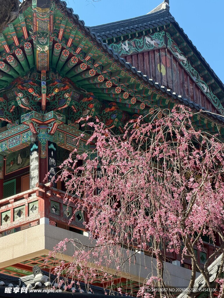 古建旁绽放的烂漫樱花