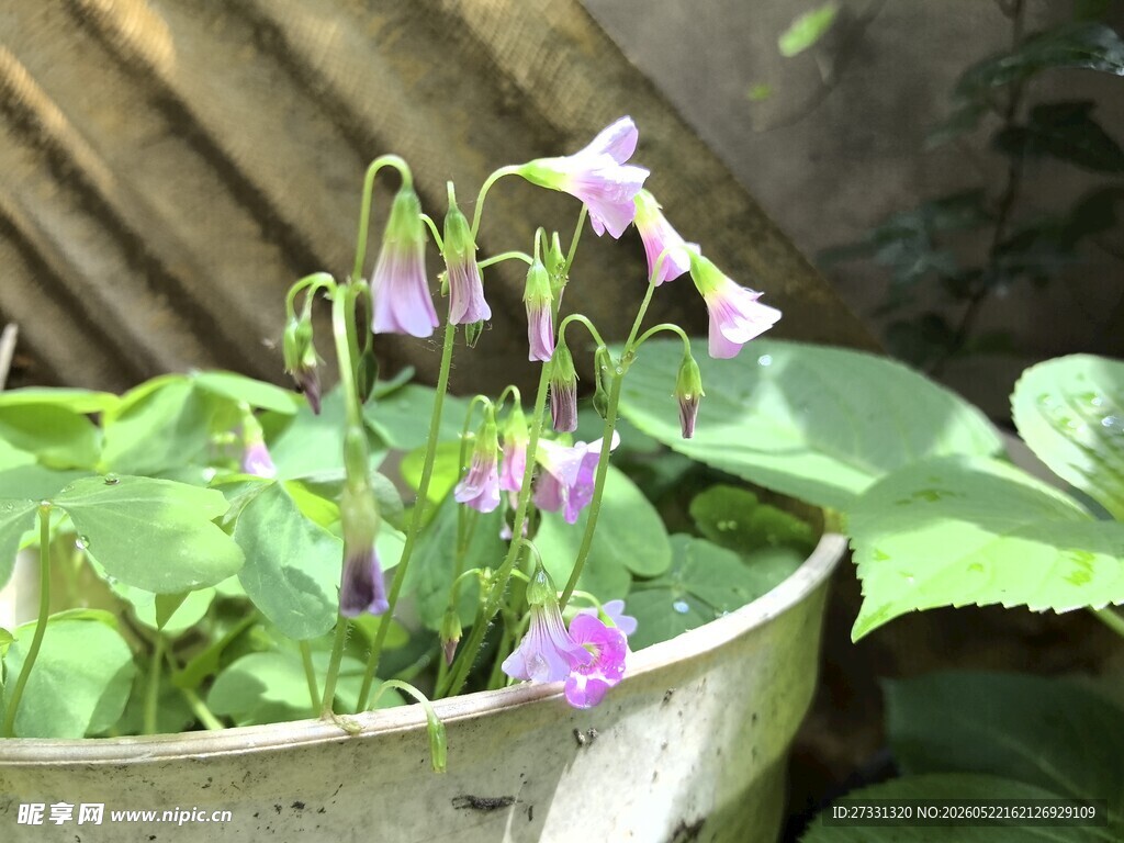 盆栽紫花绽放于绿叶间