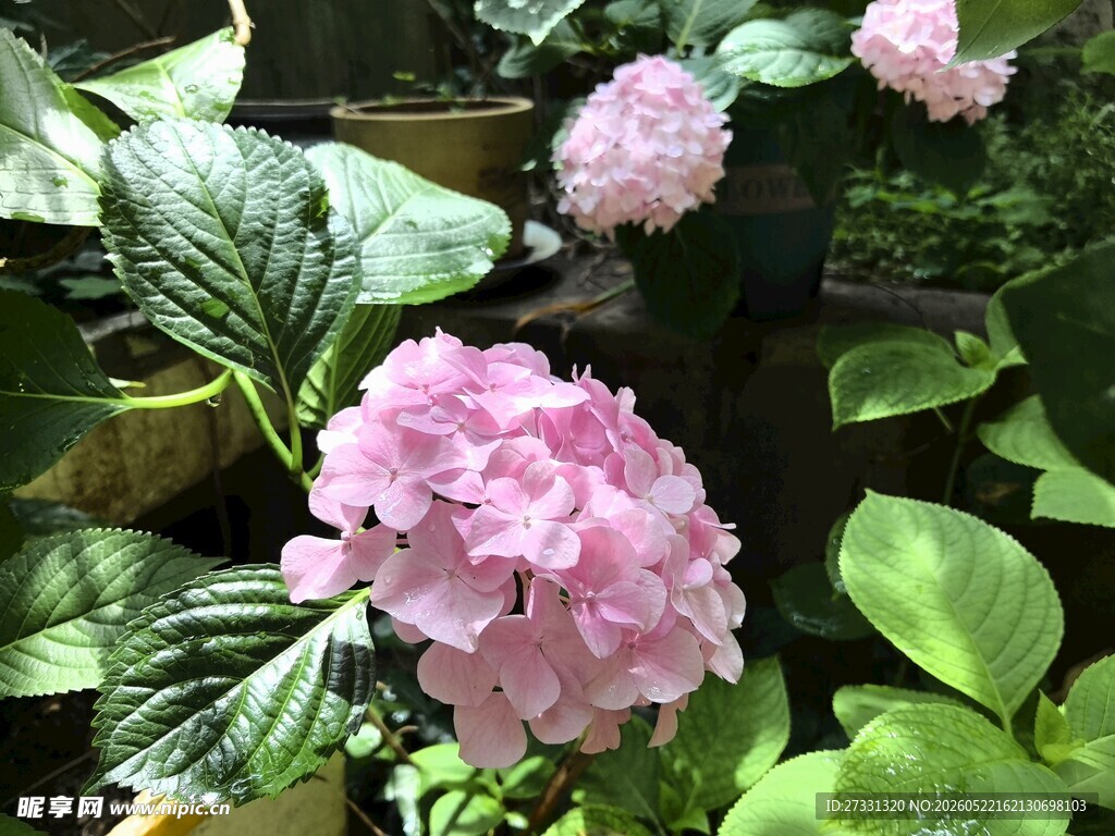 娇艳粉色绣球花绽放