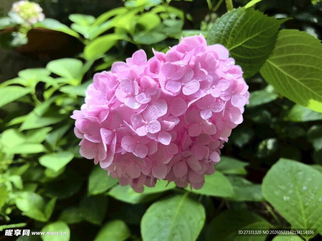 粉色绣球花绽放