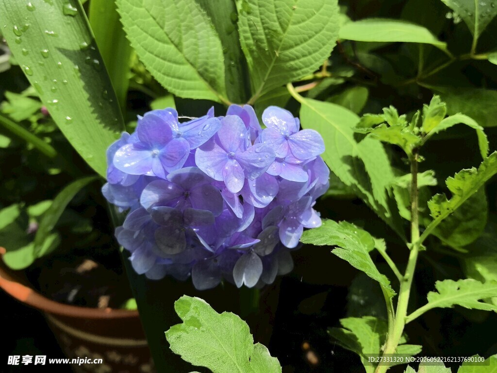 蓝紫色花朵绽放绿叶间