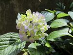 清新绣球花绽放
