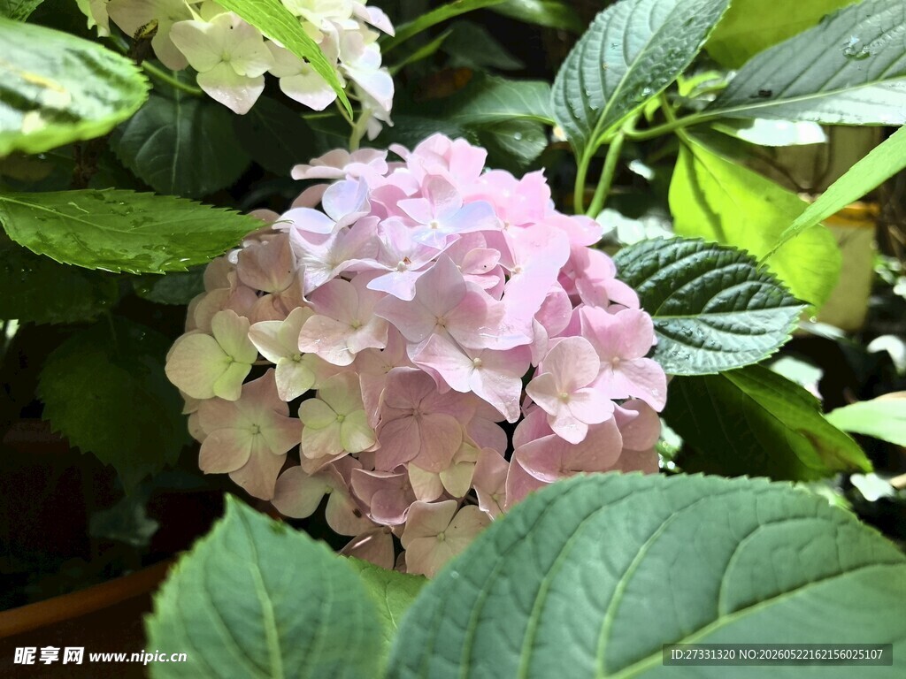粉色绣球花绽放于绿叶间