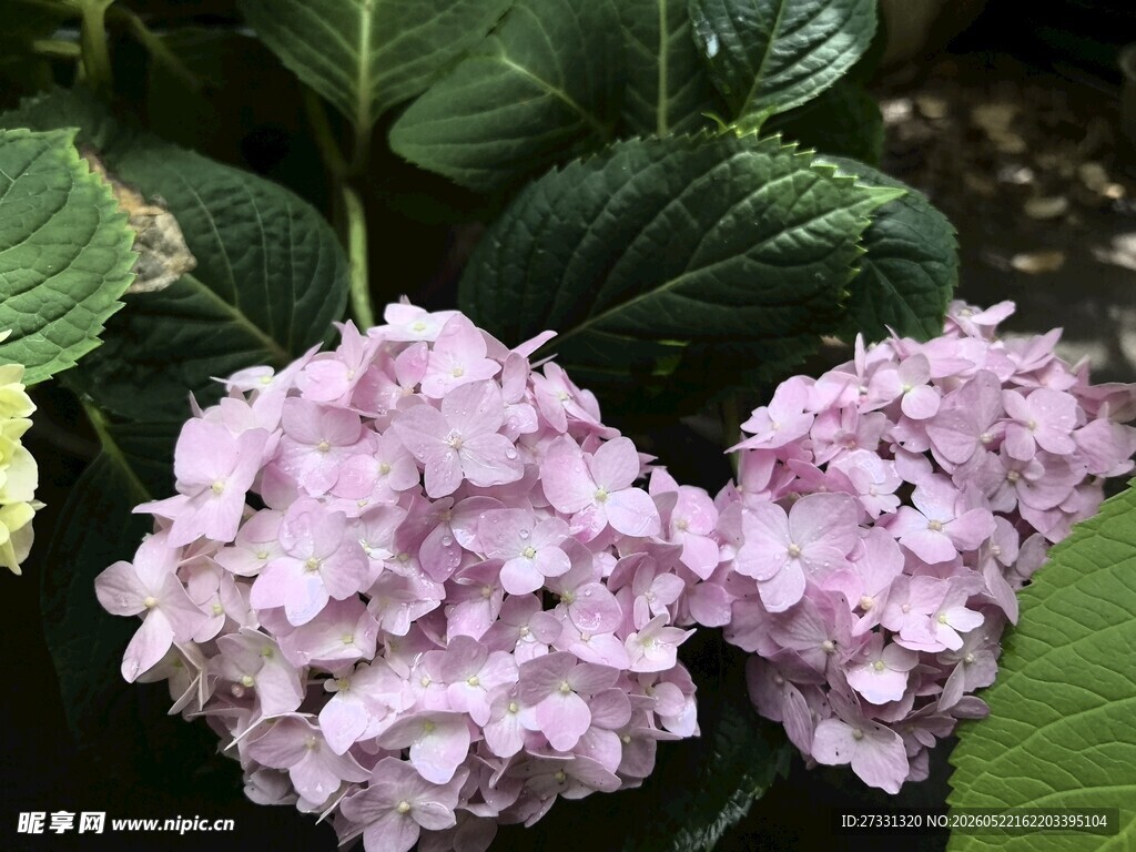 淡紫色绣球花绽放