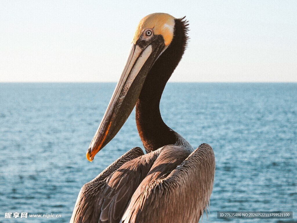 海边鹈鹕特写