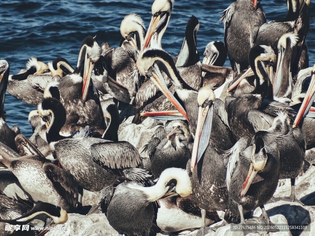 一群鹈鹕在海边聚集