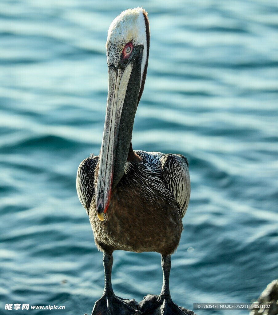水边鹈鹕特写