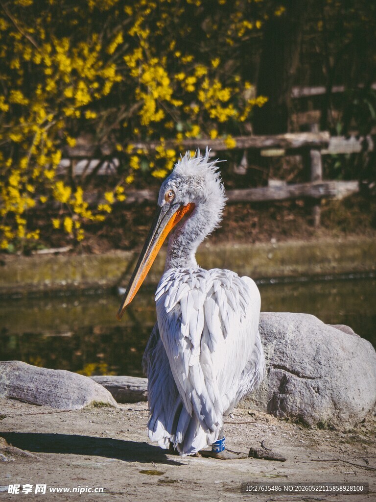 岸边鹈鹕静立赏黄花