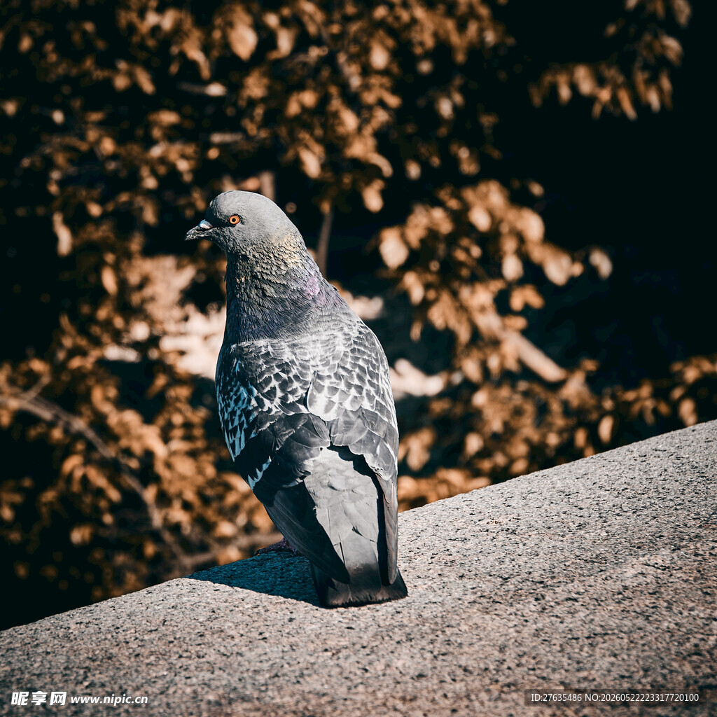 石上鸽影