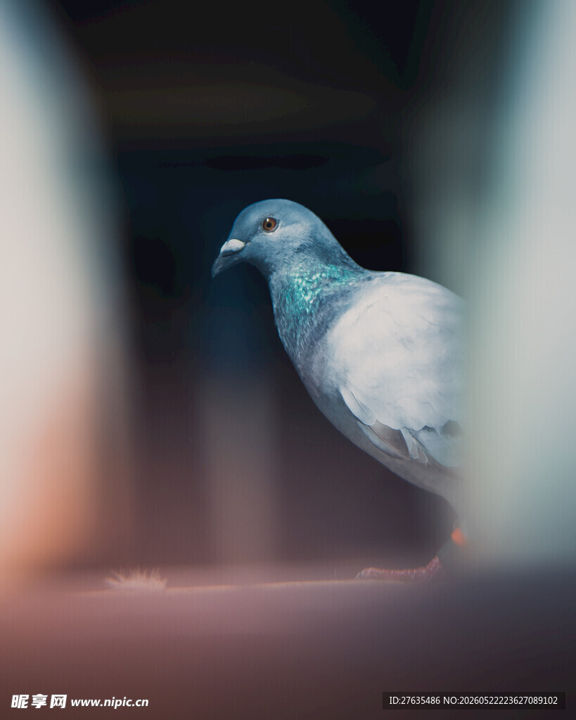 窗边鸽子