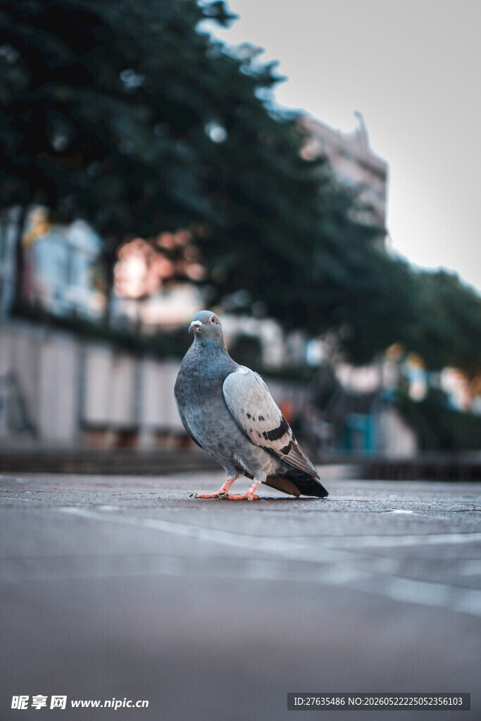 街道上的单只鸽子