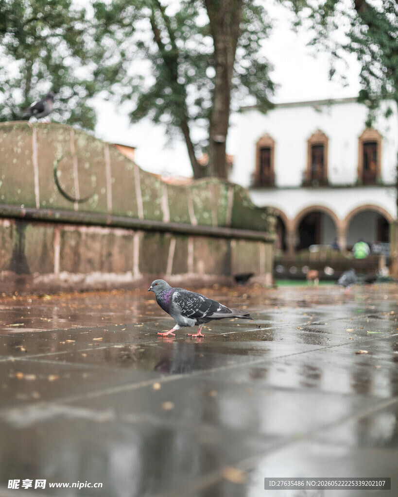 雨中漫步的鸽子
