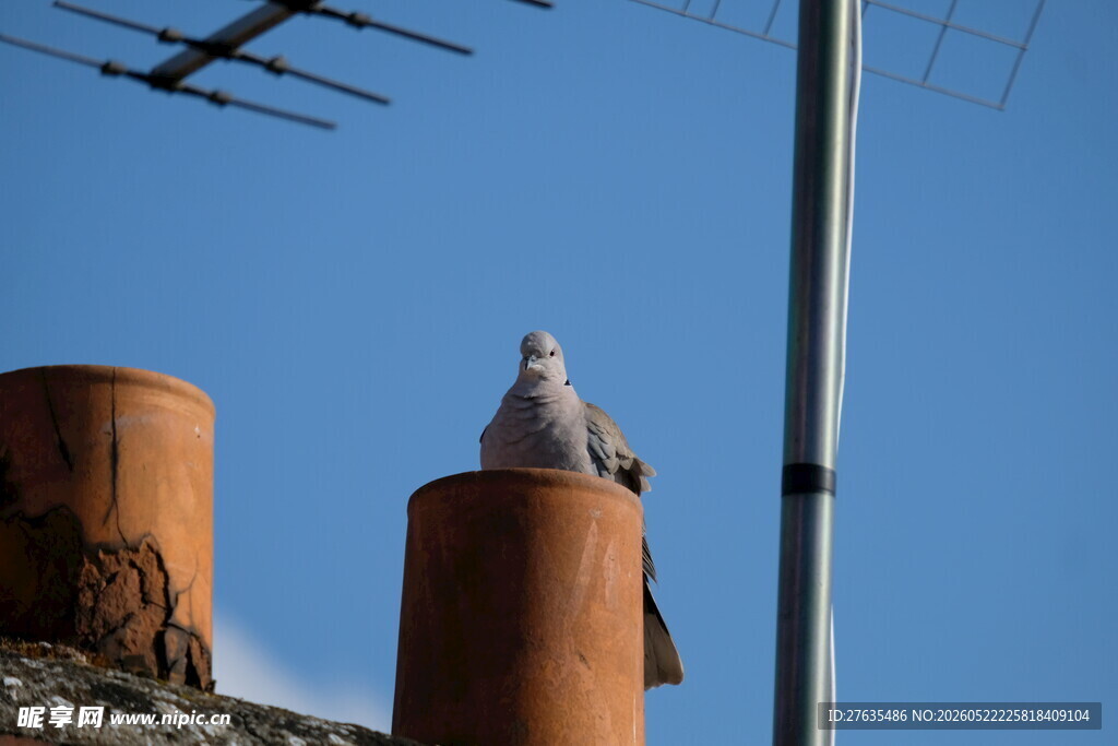 屋顶鸽立