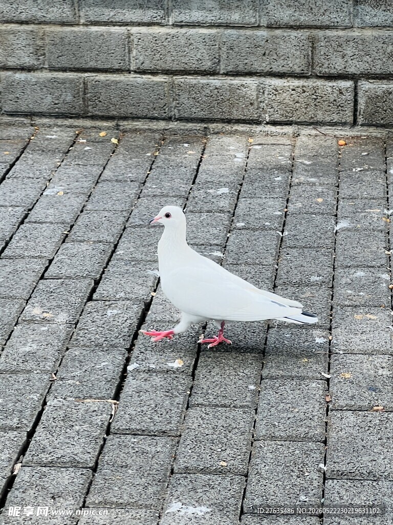 广场上的白鸽
