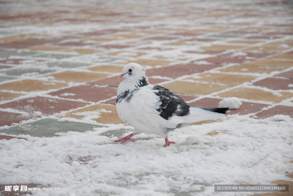 雪地中的单只鸽子