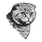 短耳猫