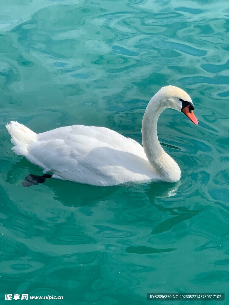 水中优雅的白天鹅