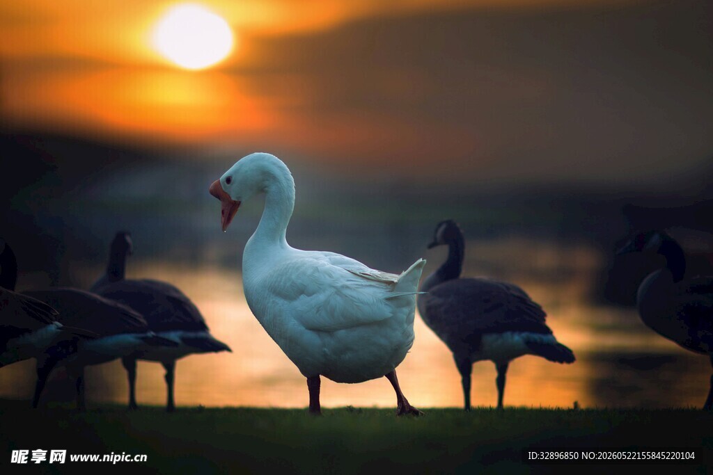 夕阳下的白鹅与群鸟
