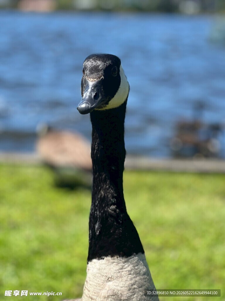 近景加拿大鹅特写