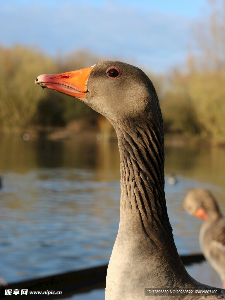 灰鹅特写
